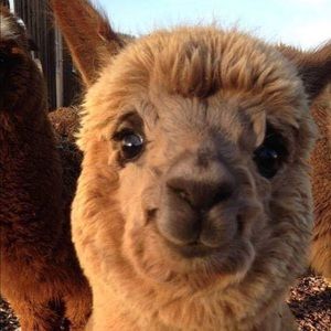 Meet your Posher, Randye